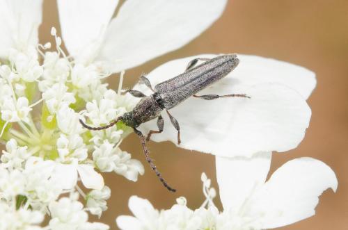 Réf. 232 770 : Deilus fugax