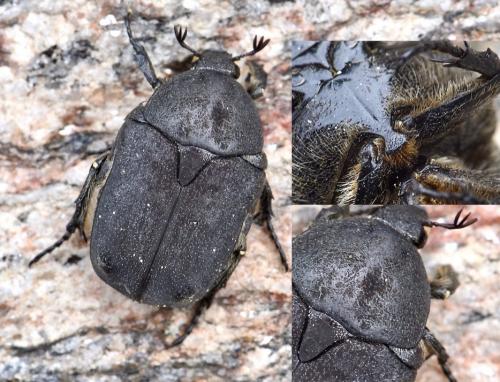 Réf. 232 206 : Netocia morio