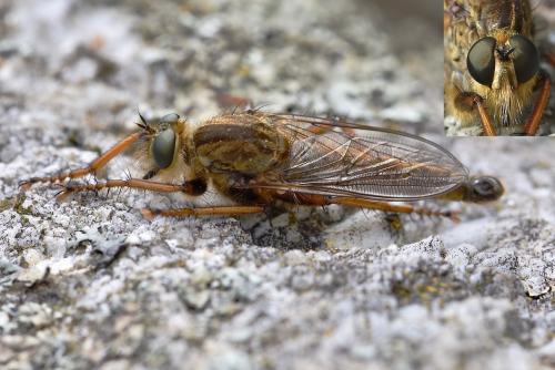 Machimus chrysitis