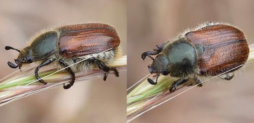 Anisoplia sp.