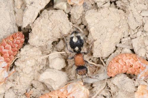 Réf. 232 768 : Ronisia brutia