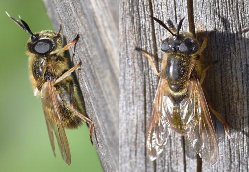 Réf. 232 308 : Callicera fagesii