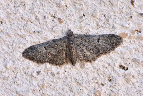 Eupithecia massiliata