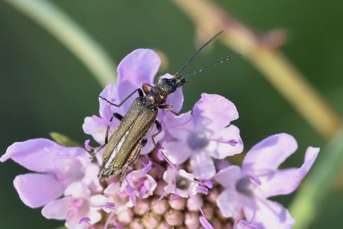 Réf. 232 473 : Oedemera flavipes