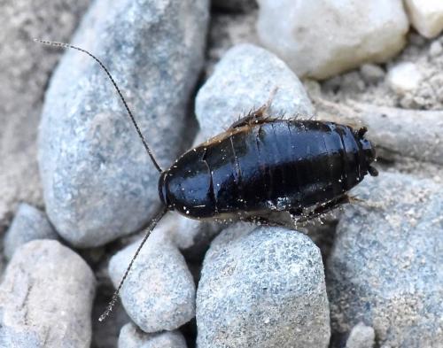 Réf. 232 250 : Loboptera canariensis