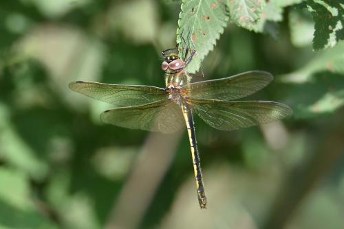 Oxygastra curtisii