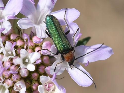 Réf. 232 440 : Anogcodes seladonius