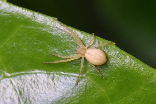 Philodromus sp.