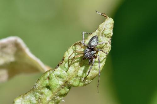 Philodromus sp.