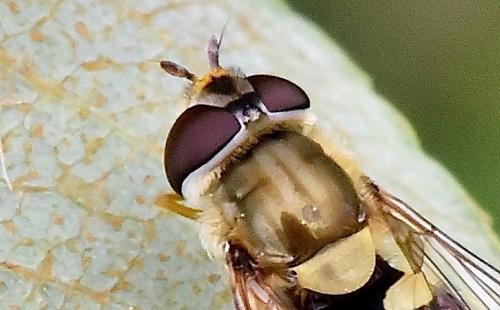 Syrphus sp.