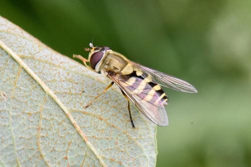 Syrphus sp.