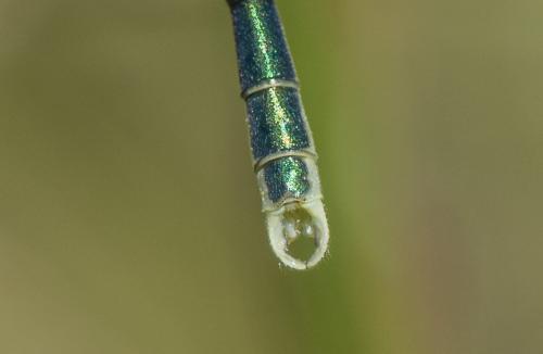Lestes virens