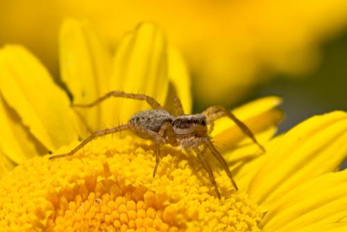 Pardosa sp.