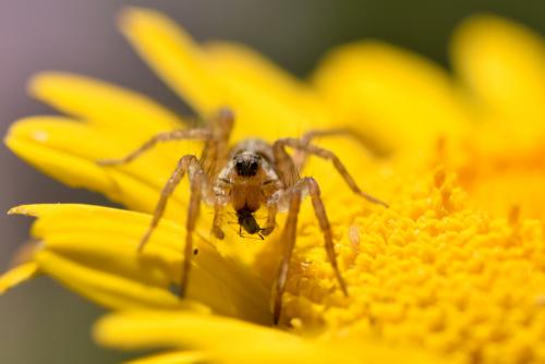 Pardosa sp.