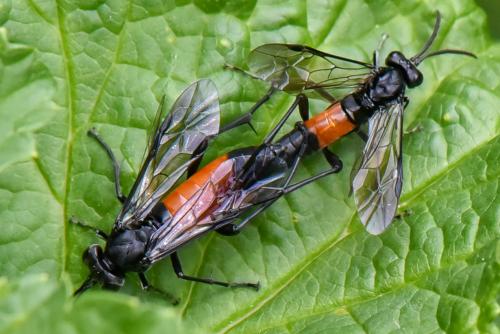 Réf. 232 496 : Macrophya annulata