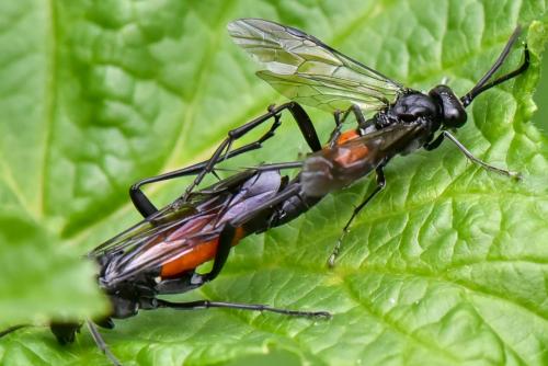 Macrophya annulata