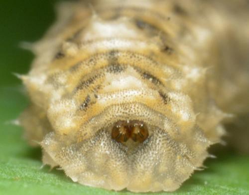 Eupeodes luniger