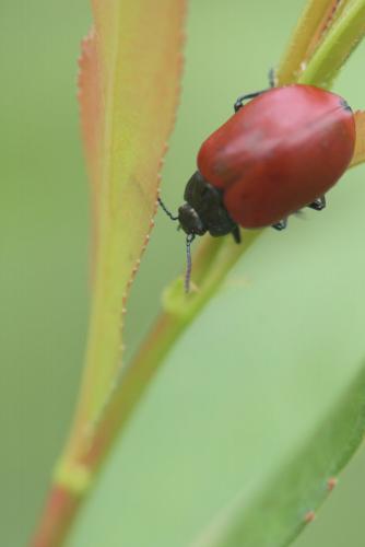 Réf. 232 878 : Chrysomela populi