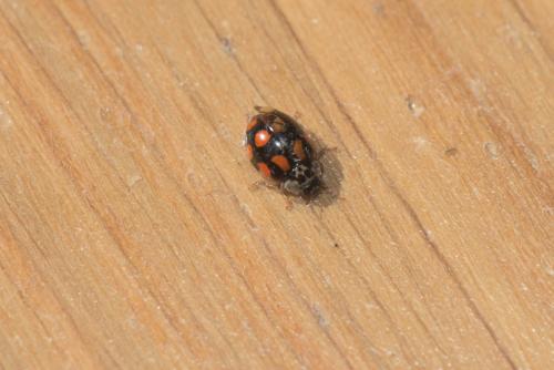 Adalia decempunctata