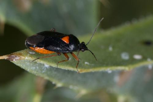 Réf. 232 455 : Deraeocoris ribauti
