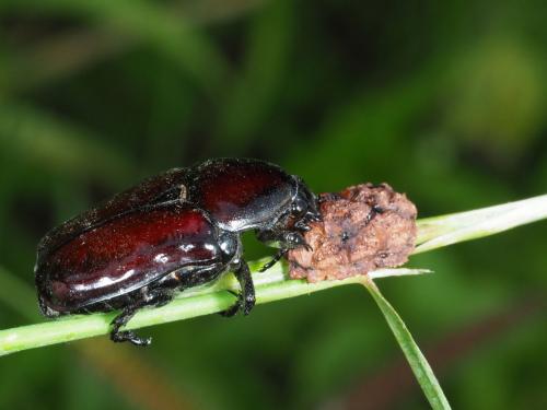 Diplognatha gagates