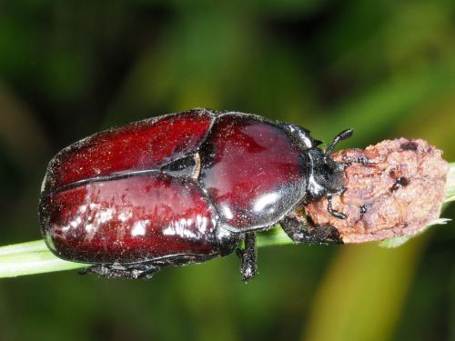 Réf. 232 428 : Diplognatha gagates