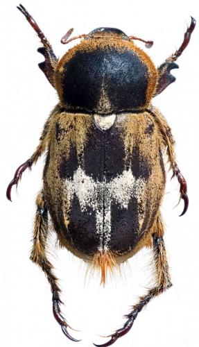 Dichelomorpha sp.