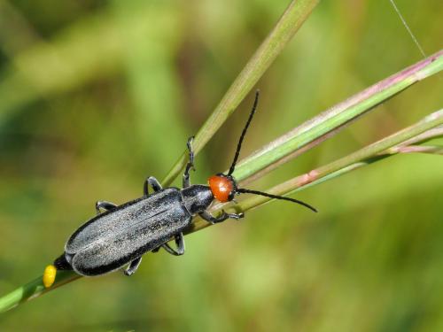 Epicauta nigromarginata