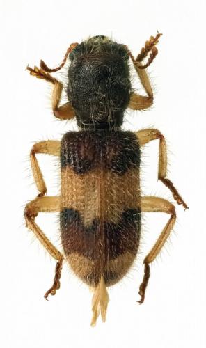 Réf. 232 371 : Xenorthrius guerlachi
