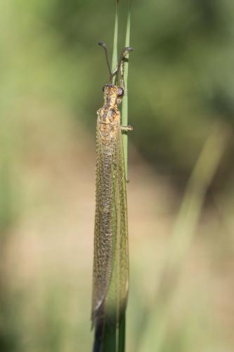Réf. 232 347 : Creoleon lugdunensis