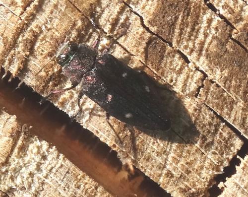 Chrysobothris affinis
