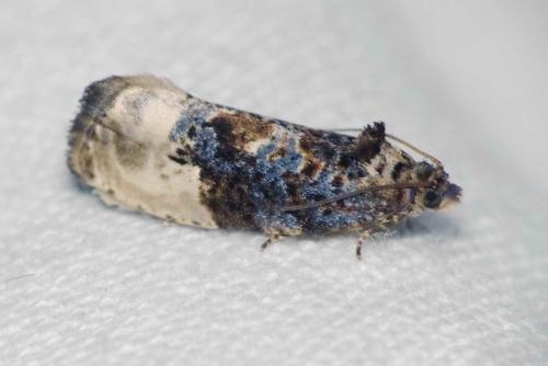 Hedya nubiferana
