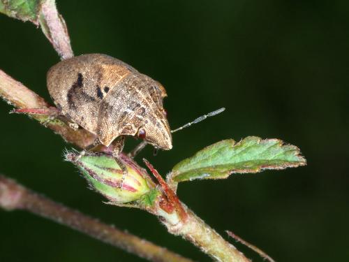 Hotea sp.