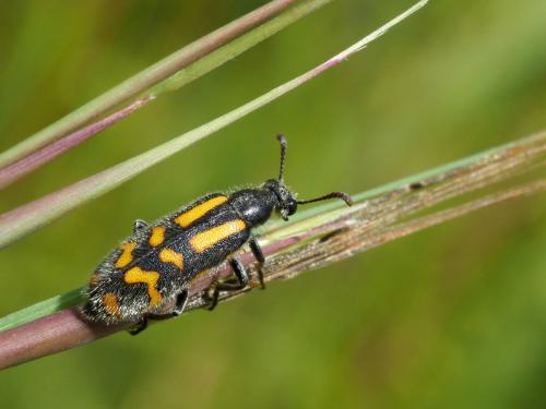 Réf. 232 908 : Hycleus holosericeus