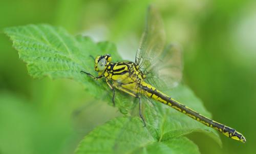 Réf. 232 930 : Gomphus simillimus