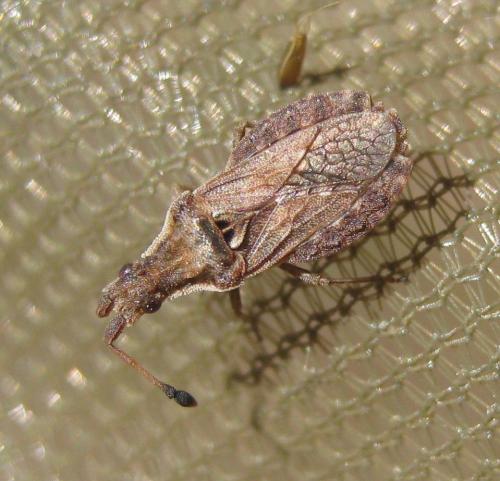 Réf. 232 024 : Spathocera dalmanii