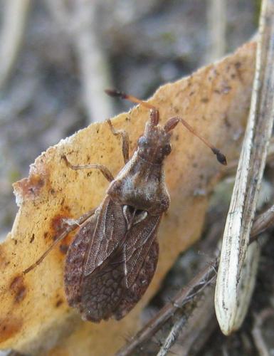 Spathocera dalmanii