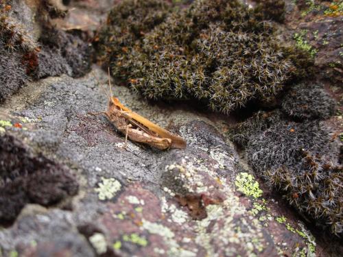 Chorthippus sp.