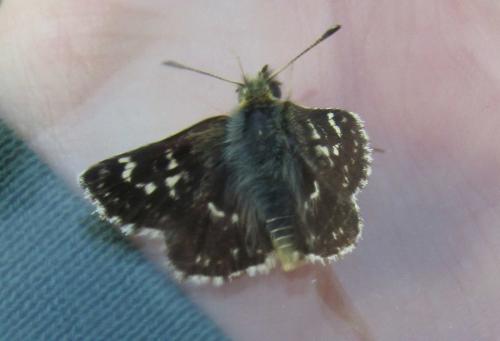 Spialia sertorius