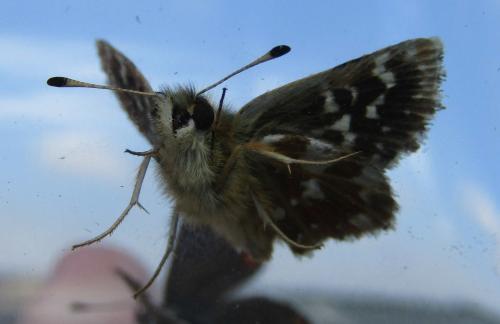 Réf. 232 919 : Spialia sertorius