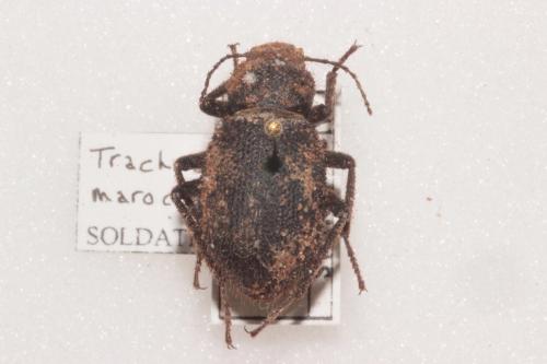 Trachyderma maroccana