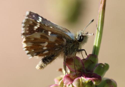 Réf. 232 271 : Spialia sertorius