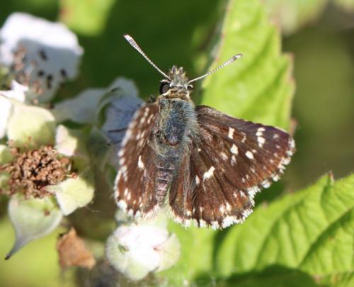 Réf. 232 272 : Spialia sertorius