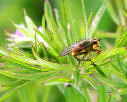 Scathophaga stercoraria