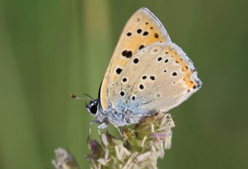 Réf. 232 106 : Lycaena alciphron