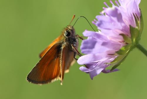 Réf. 232 488 : Thymelicus sylvestris