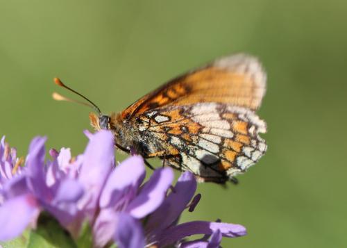 Melitaea parthenoides