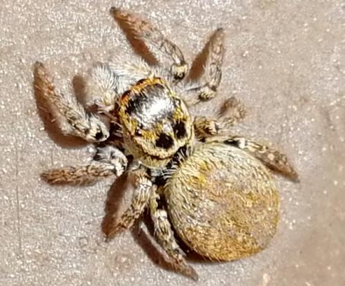 Réf. 232 823 : Carrhotus xanthogramma