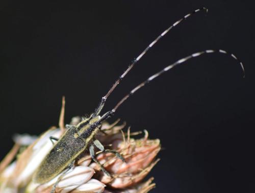 Agapanthia asphodeli