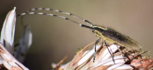 Agapanthia asphodeli